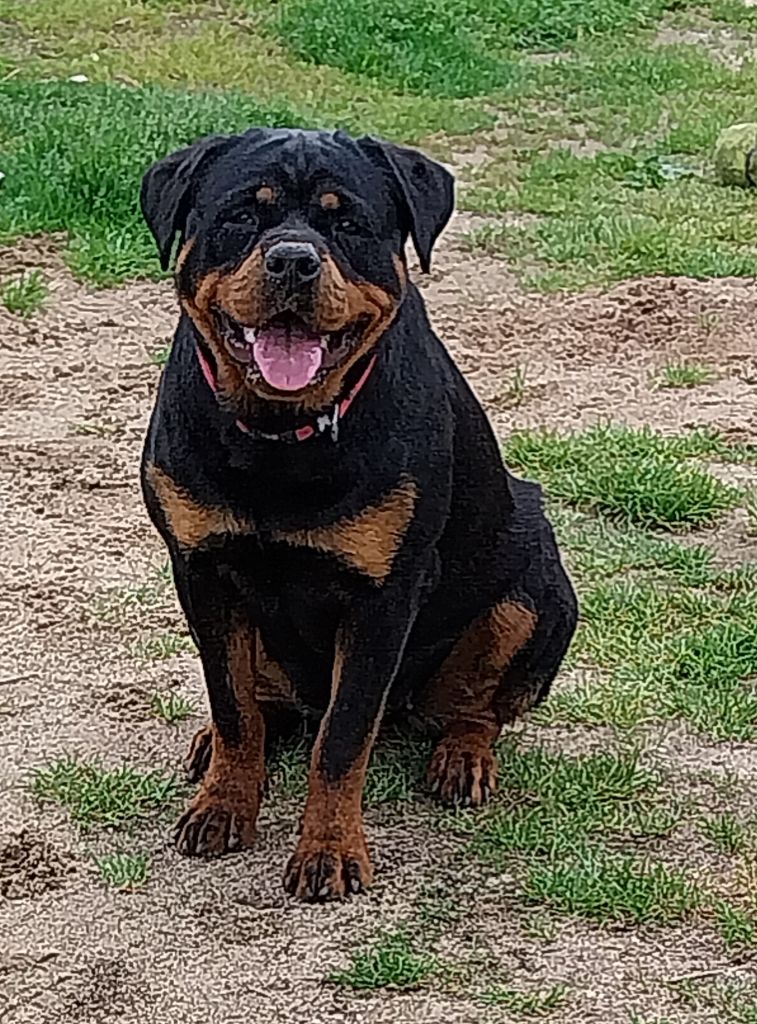 Ulkane des spectres d or noir