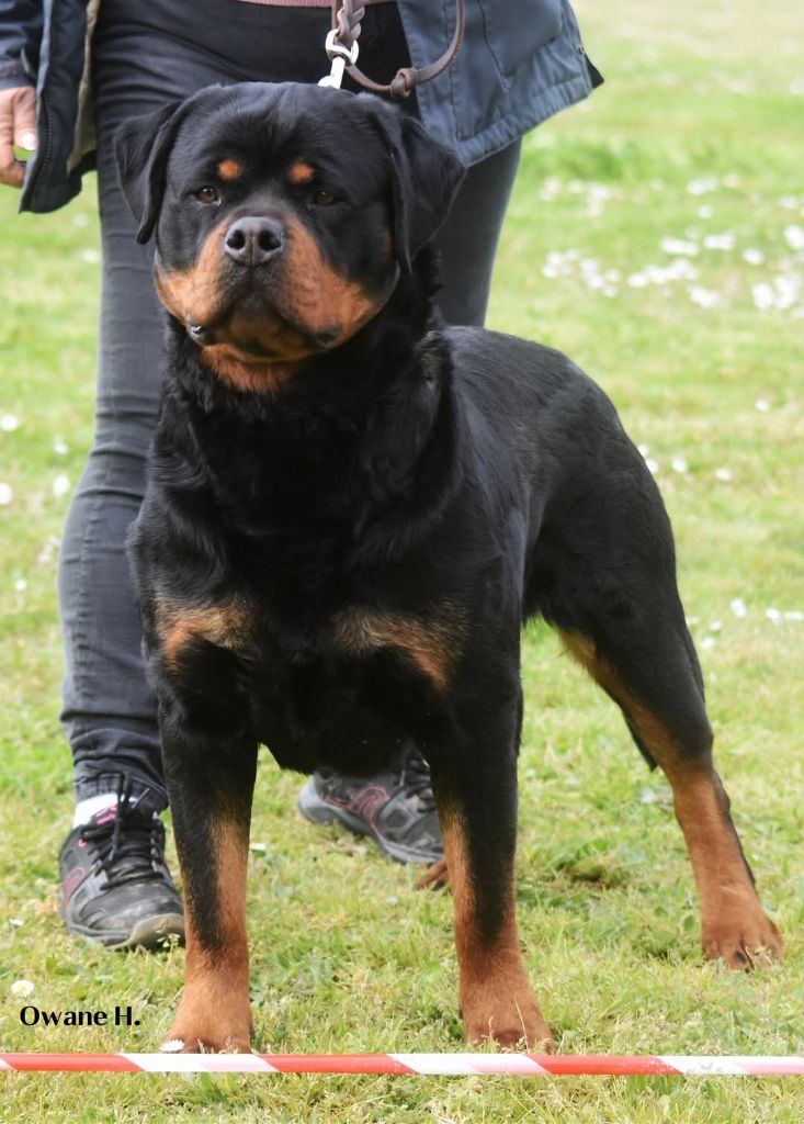 Sakura die prinzen schwartz der kuppel