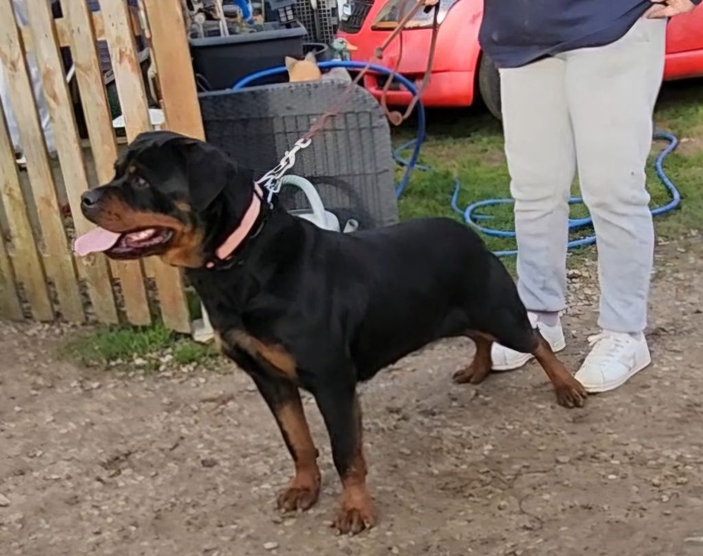 U cupra des spectres d’or noir